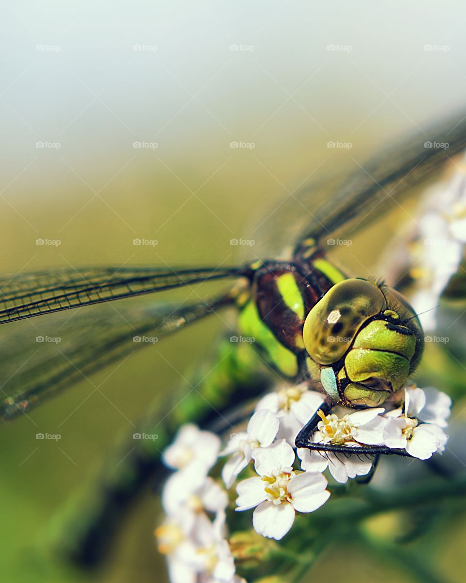 Dragonfly