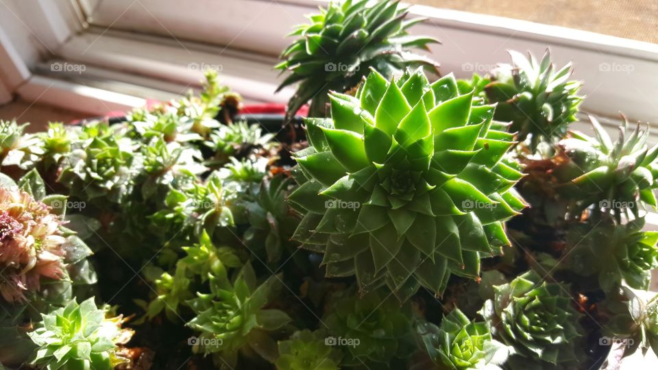 Gorgeous, lush, succulent and green plant, soaking up the sunlight.