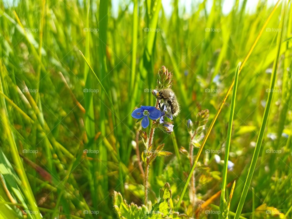 Veronica chamaedrys, the germander speedwell, bird's-eye speedwell, or cat's eyes