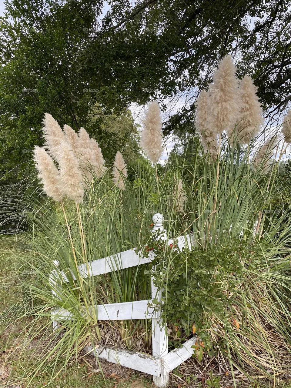 Cattails beautiful 