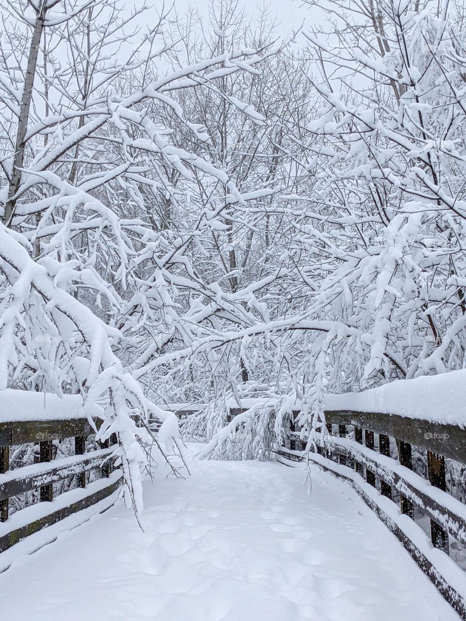 Just a hike on a snowy day ❄️