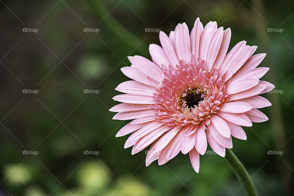 Pink flower or Zinnia Bright colors in garden.