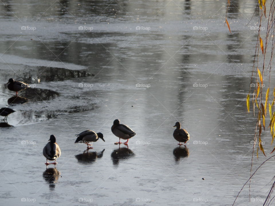 ducks eating on ice