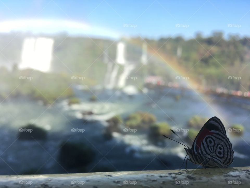 Butterfly on waterfall - Cataratas do Iguaçu- Foz do Iguaçu- Paraná 