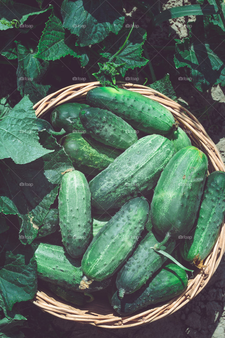 Cucumbers in the wicker basket. Cucumbers in the wicker basket