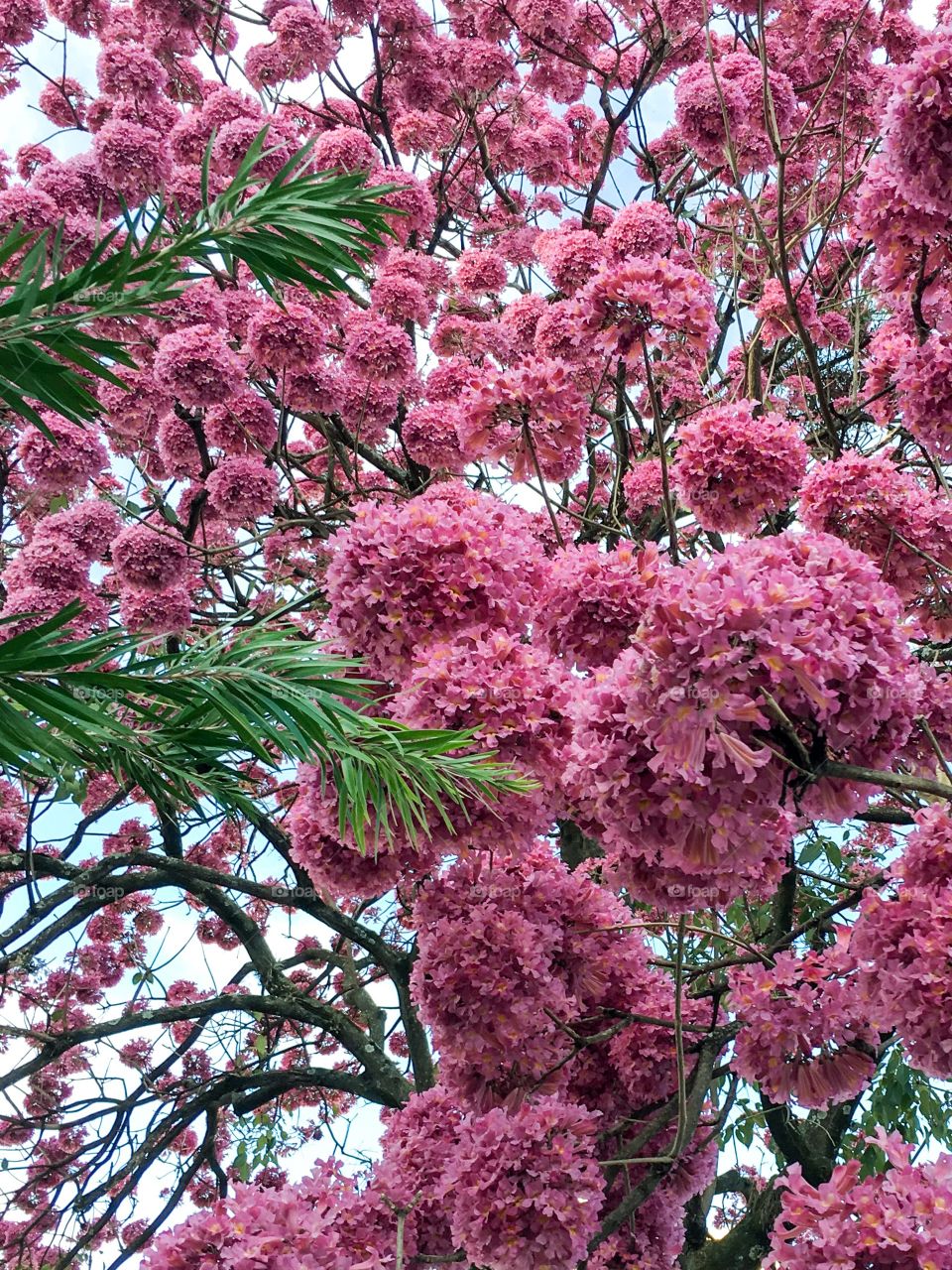 Pink flowers