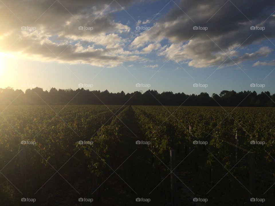 Sunset on the vineyard 