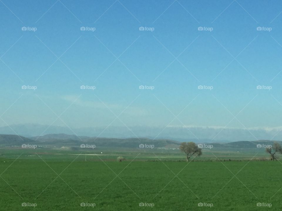 No Person, Landscape, Grass, Sheep, Outdoors