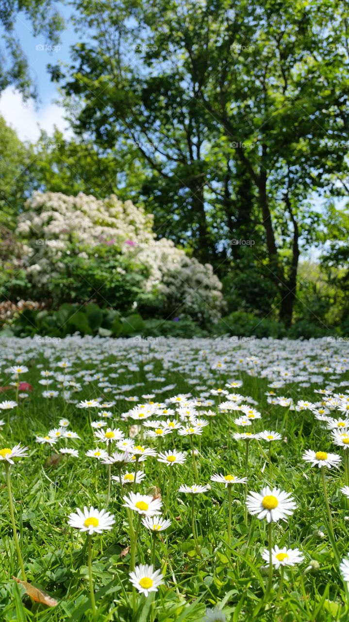 Beautiful Garden. spring blooms