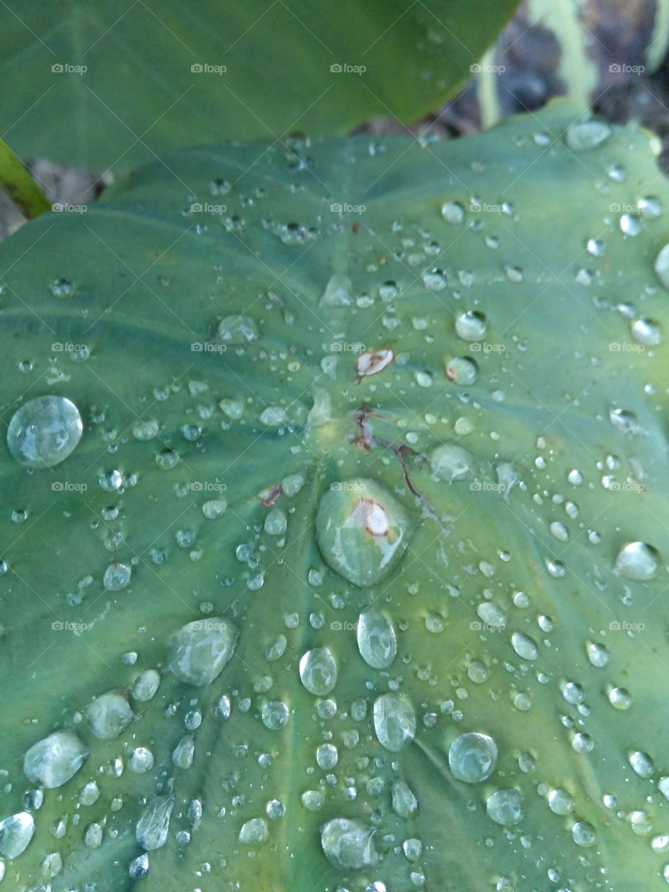 raindrops