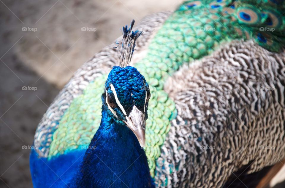 Peacock at Dudley zoo