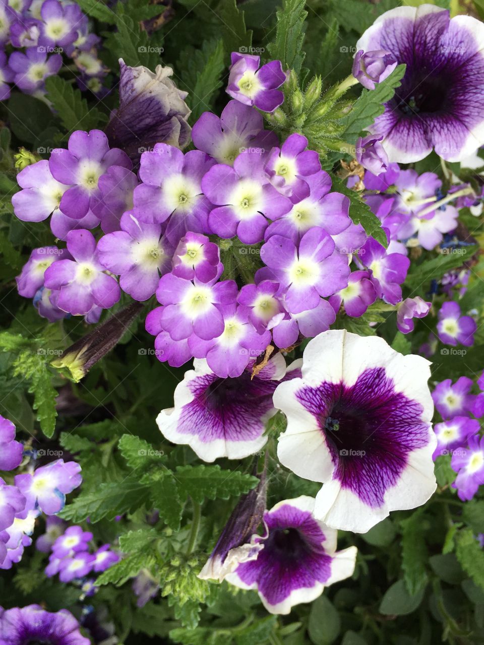 Purple petunia and other flowers 