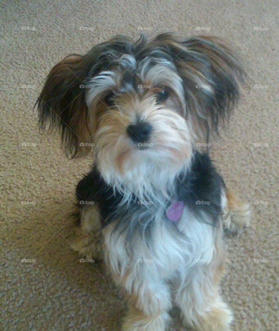 Morkie puppy