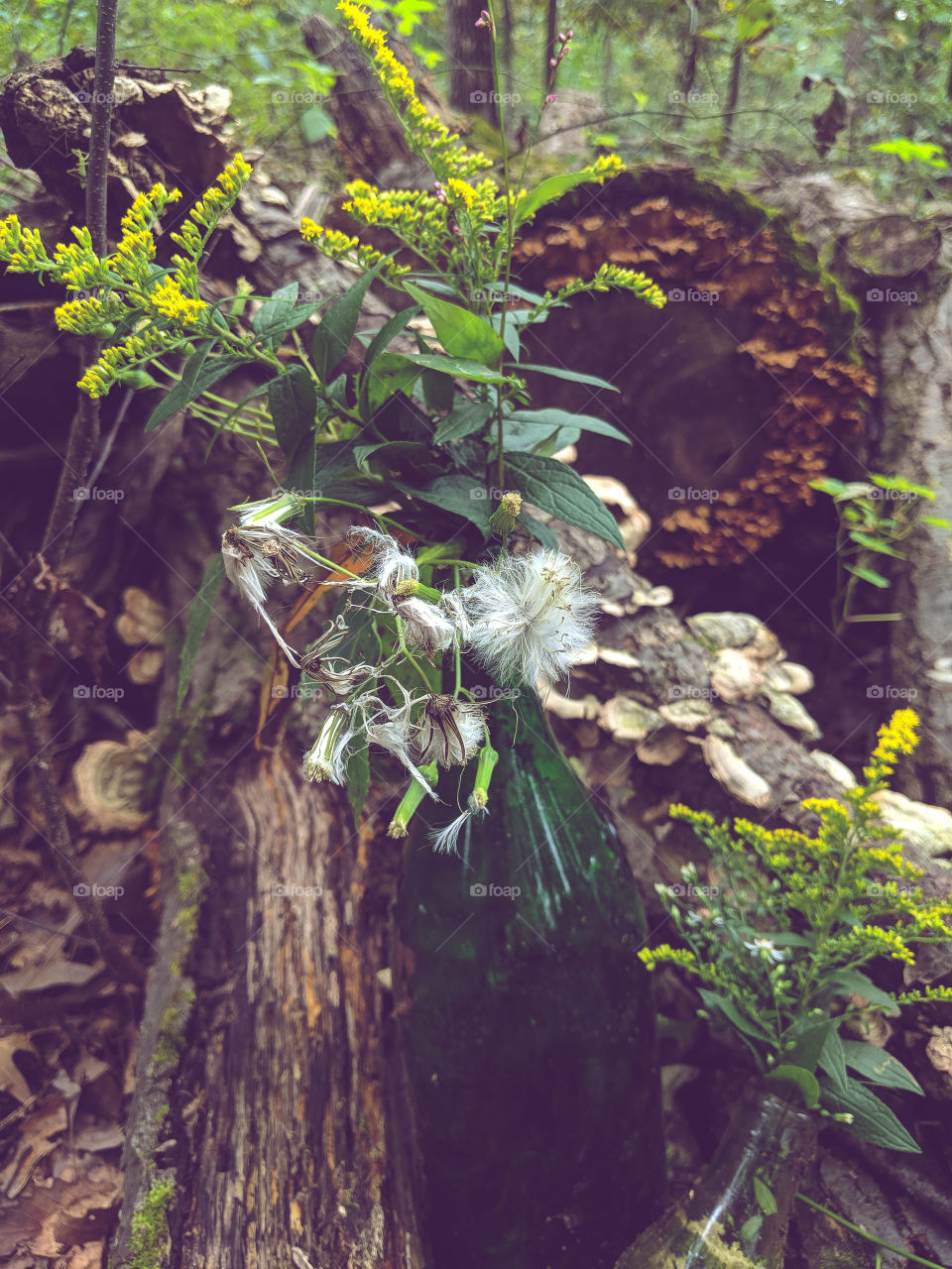 bottles in the woods