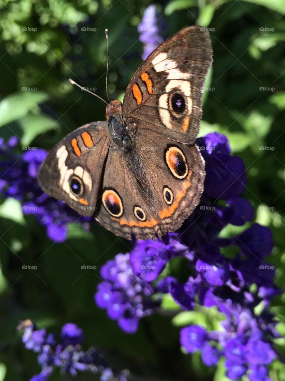 Butterfly On Purple