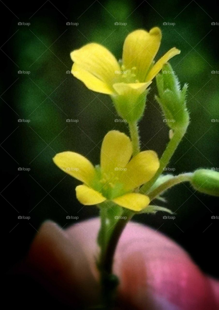 close-up of a tiny yellow flower