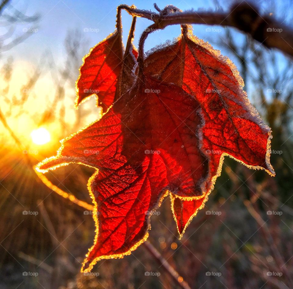 Close up of autumn leaf