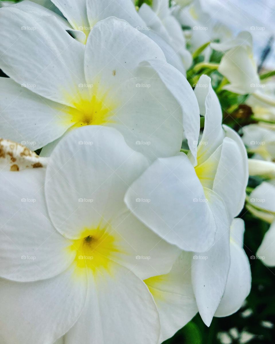 FOAP MISSIONS - 🌹 🇺🇸 Very beautiful flowers to brighten our day.  Live nature and its beauty. Did you like the delicate petals? / 🇧🇷 Flores muito bonitas para alegrar nosso dia. Viva a natureza e sua beleza. Gostaram das pétalas delicadas? 