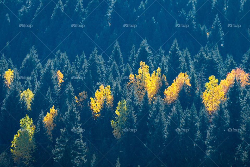 Beautiful background photo of yellow leaves in pines forest