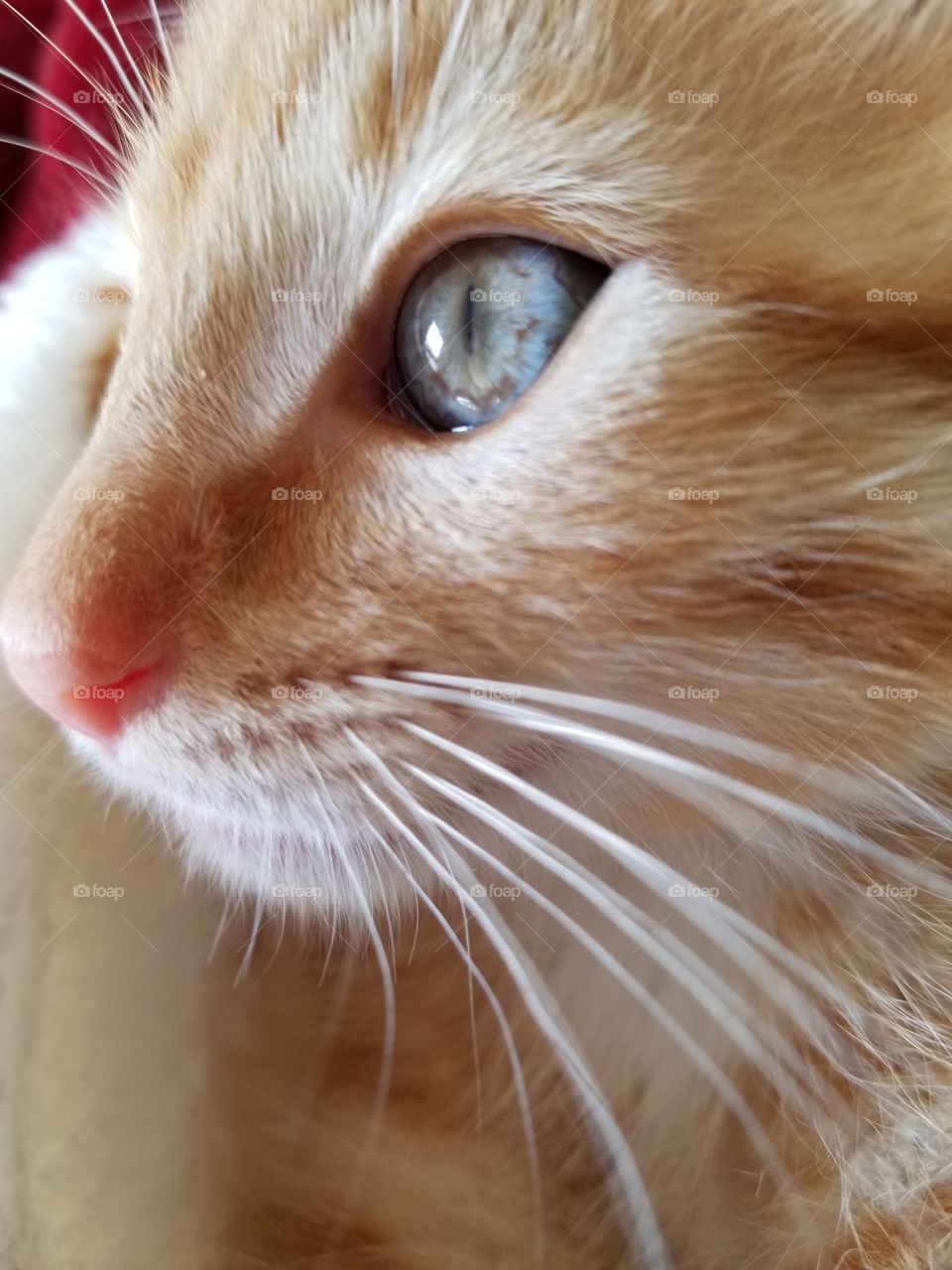 Ginger kitten with gorgeous blue eyes