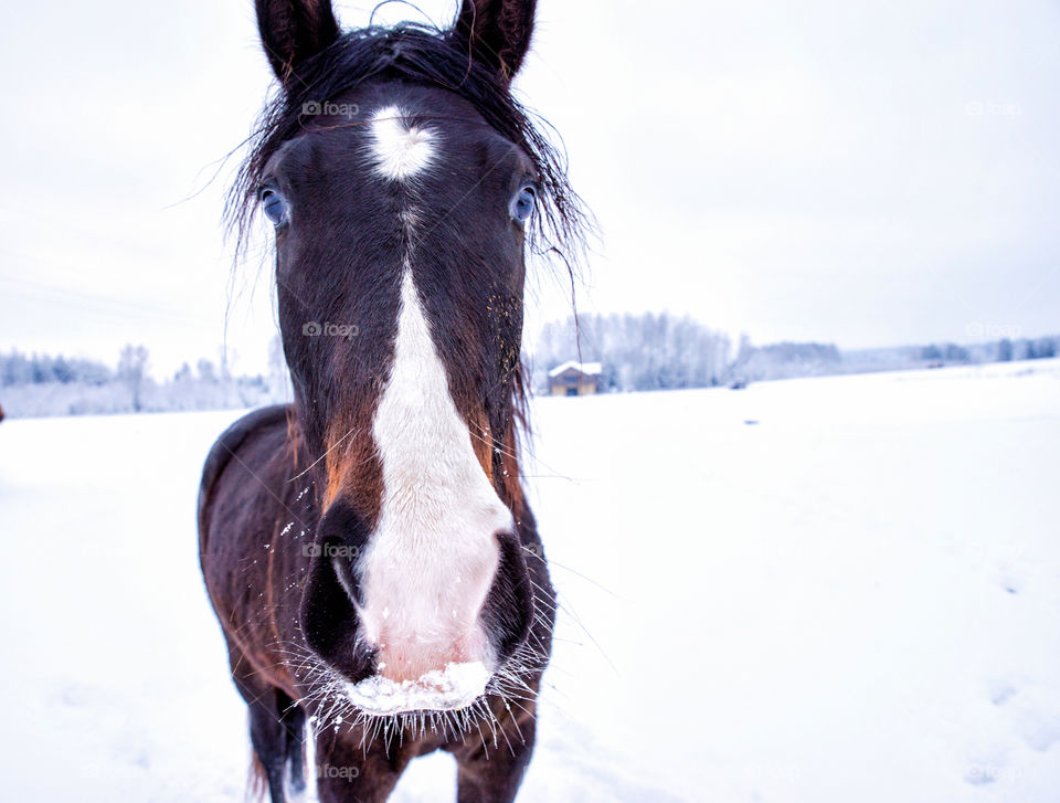 Winter holidays