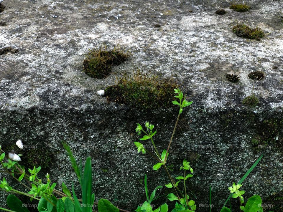 moss on stone, snails and green grass 