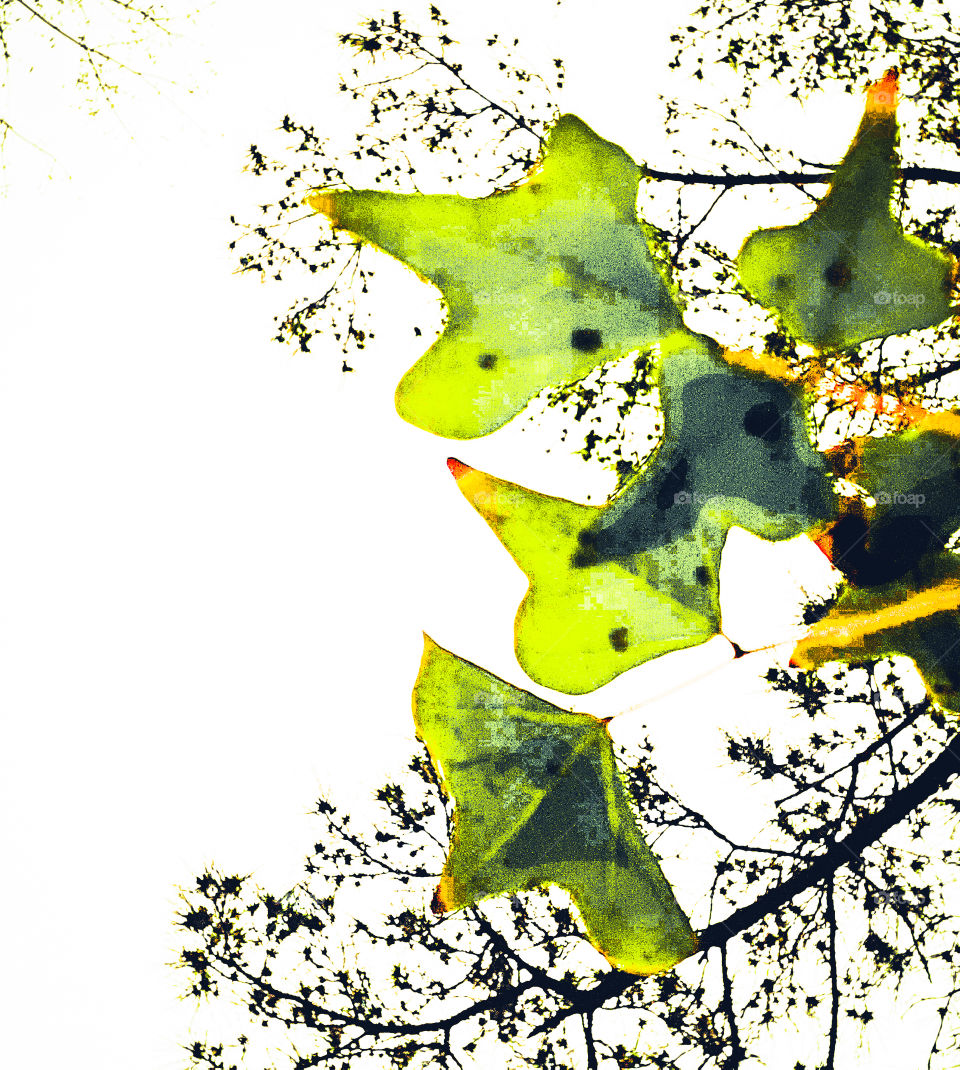 green leaves against a grey sky