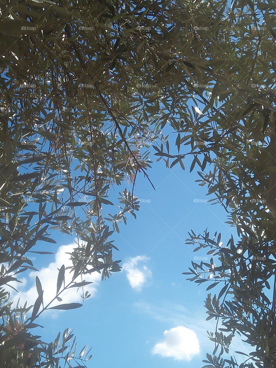 Beautiful sky throug leaves of an olive tree.