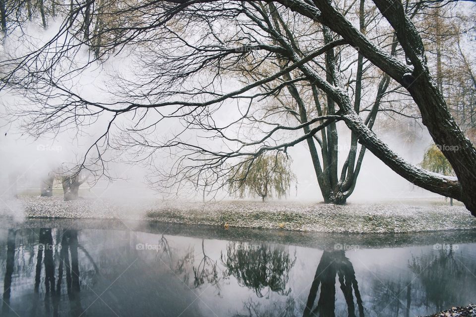 Trees reflecting on water in foggy weather at park