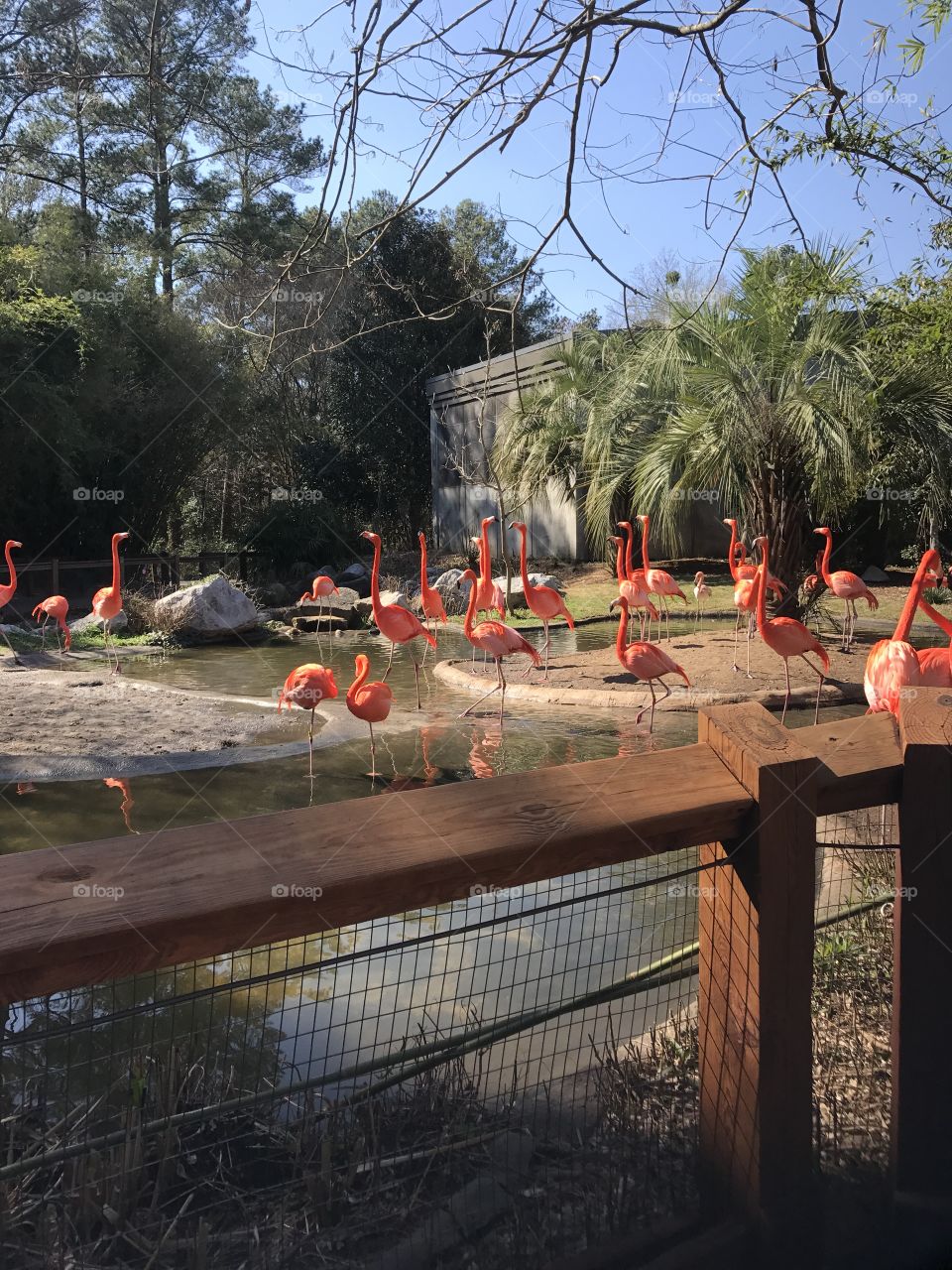 Flamingos at Riverbanks Zoo