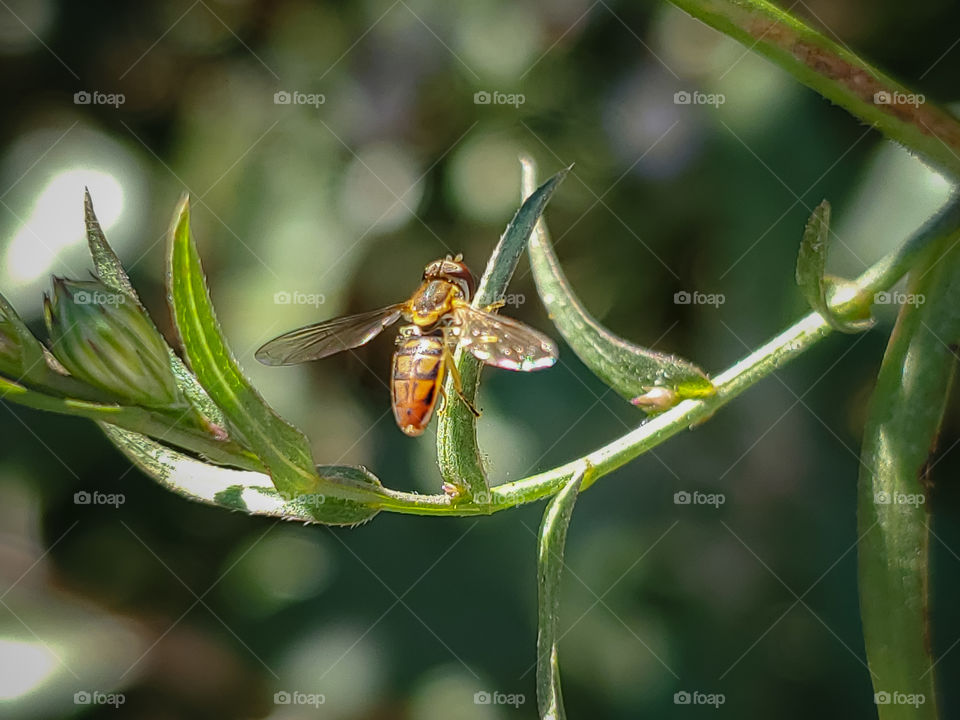 Close up of a calligraphers hover fly landing on a flower stem