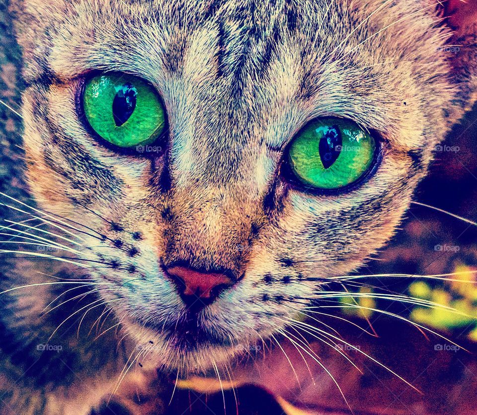 Cat photography - Cat eyes - Glowing mint green