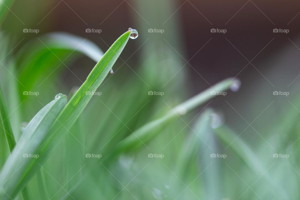 Water droplets on blades of grass in the spring