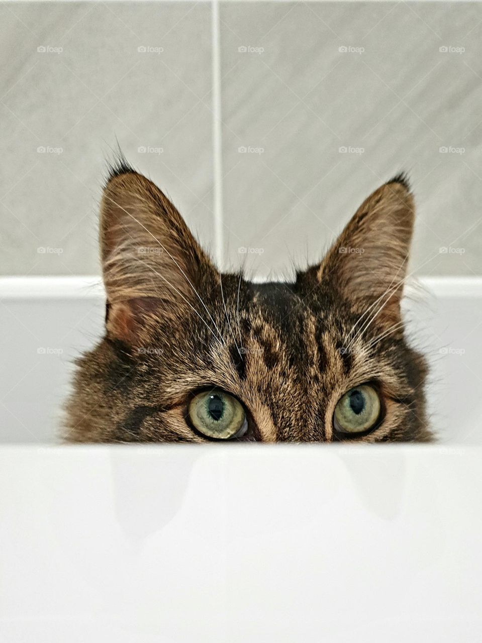 Green-eyed cat looking over the edge of a bath