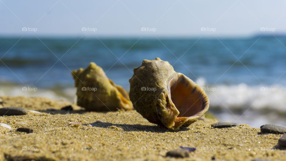 Seashells on the shore