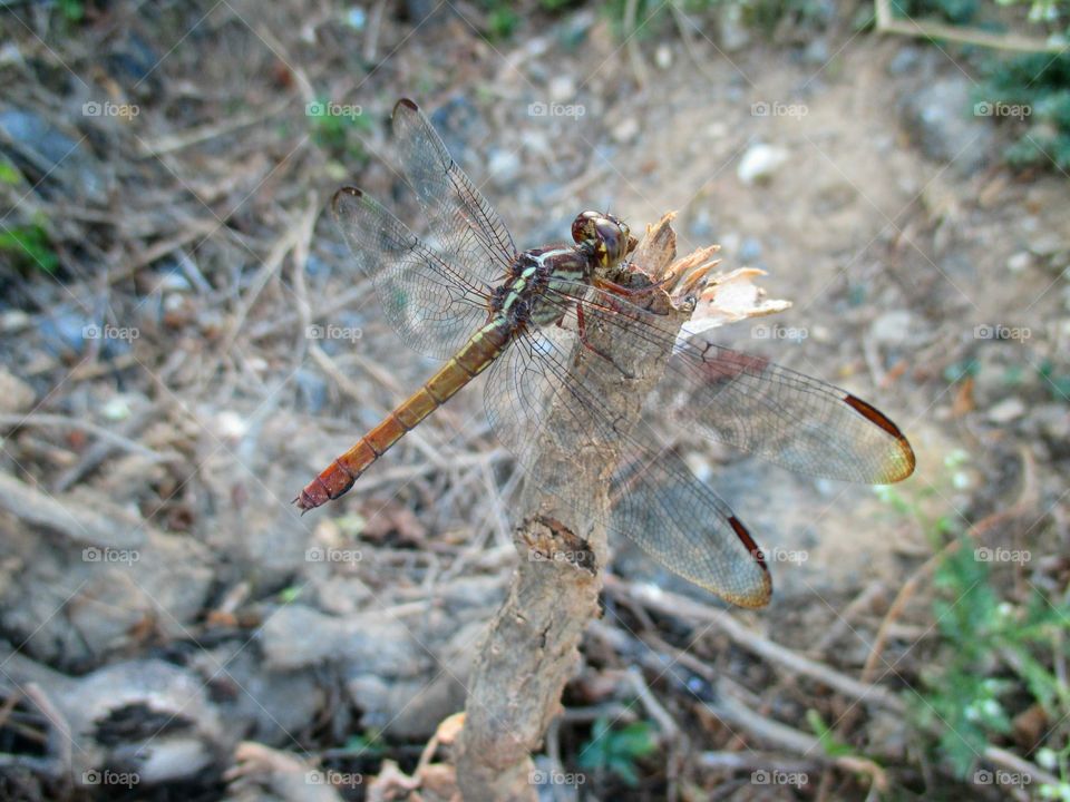 Dragon Fly