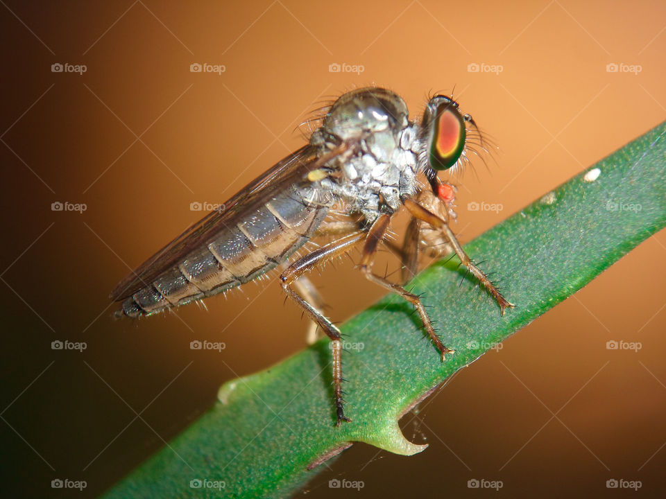 colorful photo of a robber fly on a green plant
