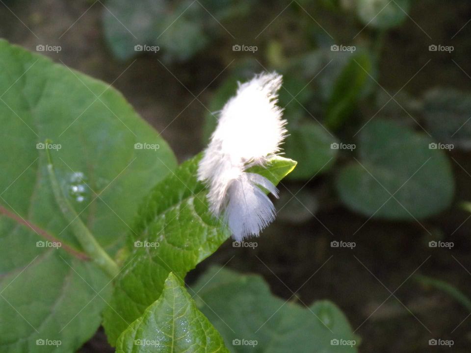 weiße Feder auf grünen Blatt