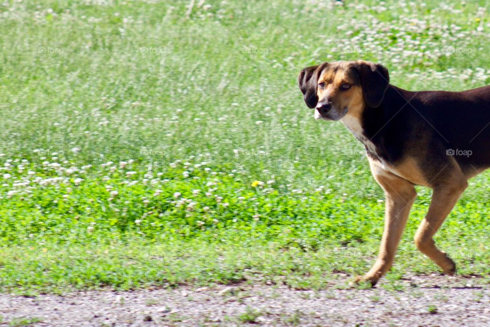 A mixed-breed dog, standing on a gravel road next to a grassy field on a sunny day