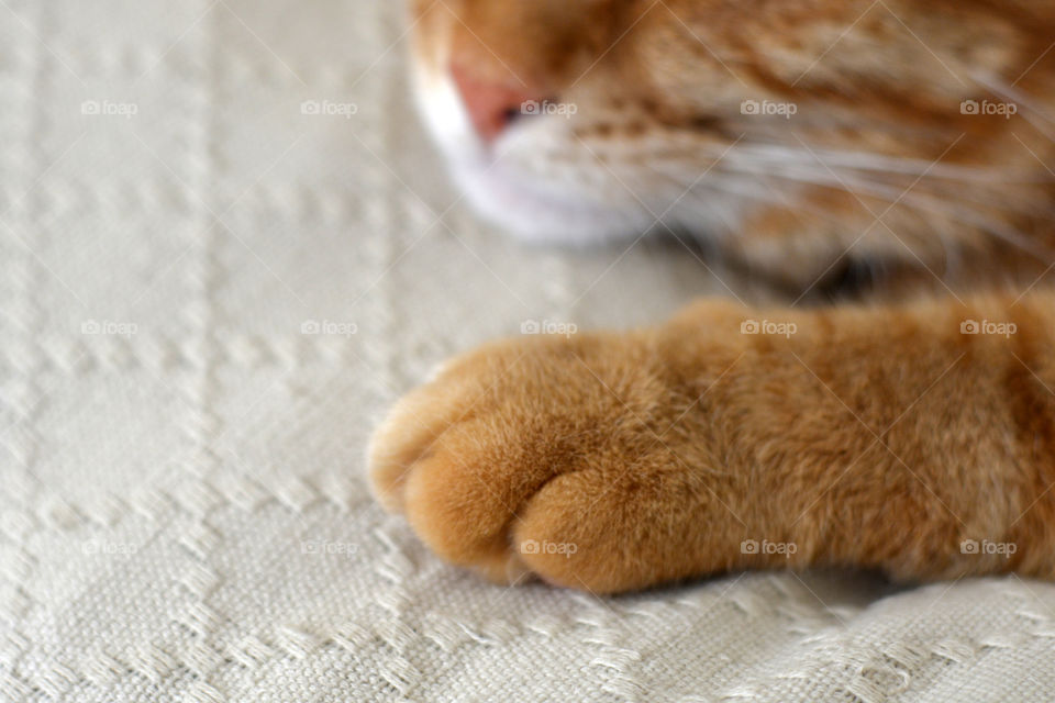 Ginger cat paw. Cat sleeping on the sofa.