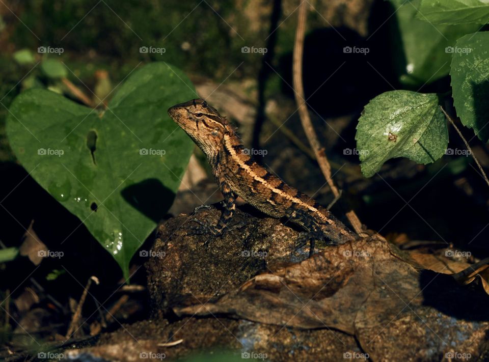 Oriental garden lizard  closeup