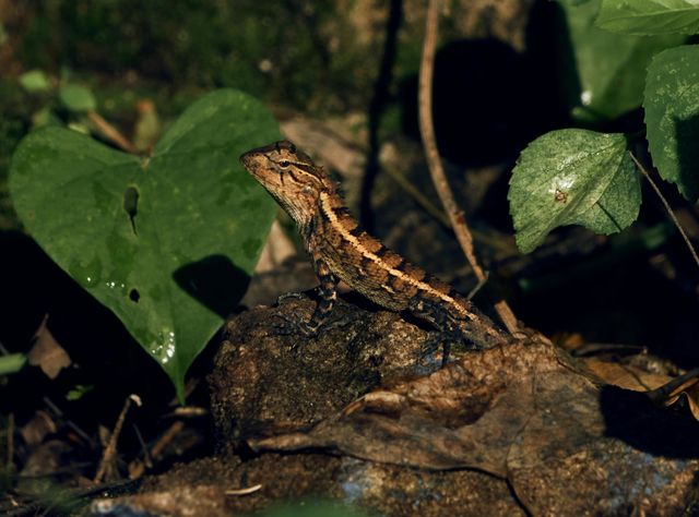 Oriental garden lizard  closeup