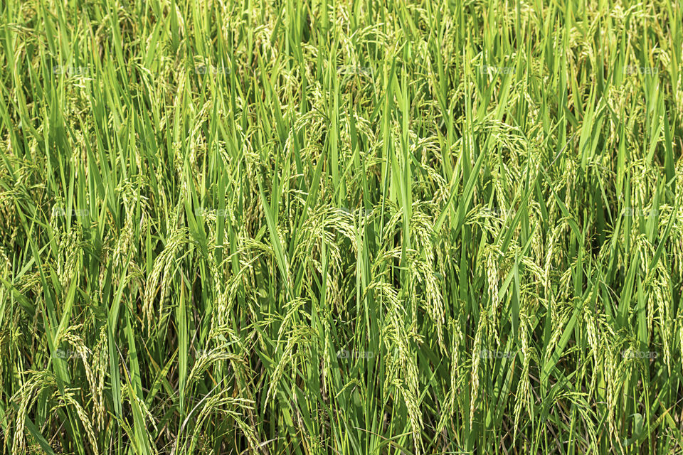 Green rice paddy fields and is soon up to the seed harvest.