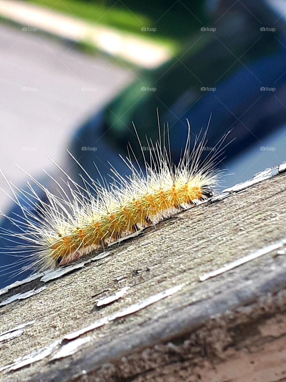 caterpillar