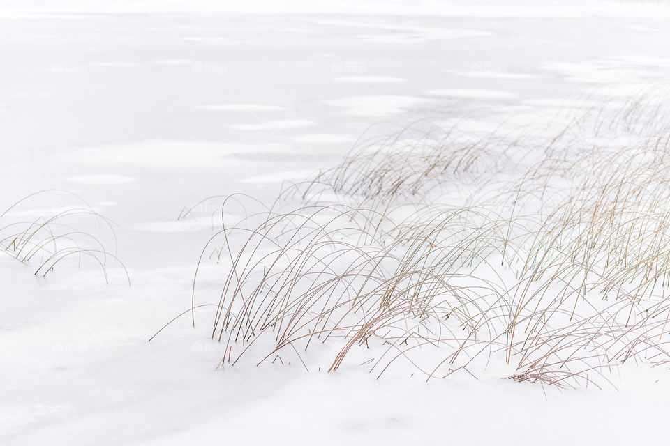 Snow covered lake with weeds peeking out in Upper Michigan. 