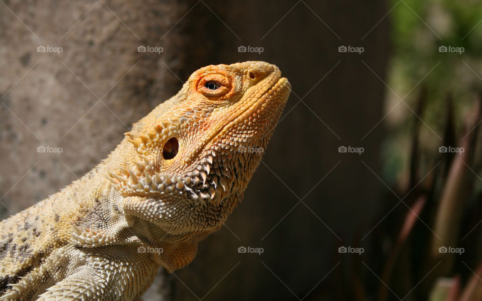 macro pet lizard dragon by majamaki