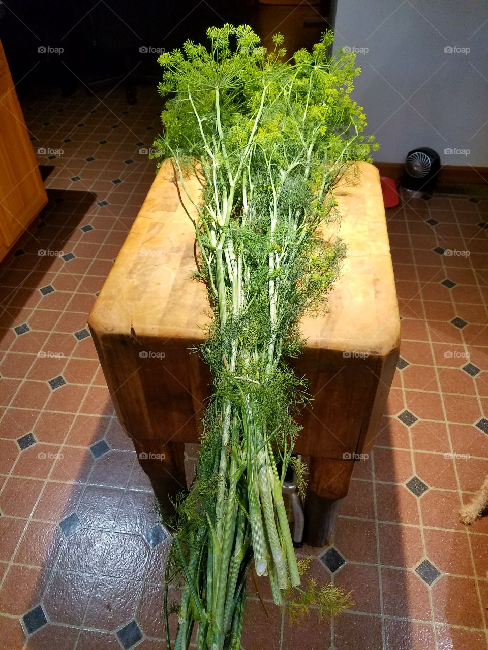 Bunch fresh dill for pickling dill cucumbers, farm fresh dill.