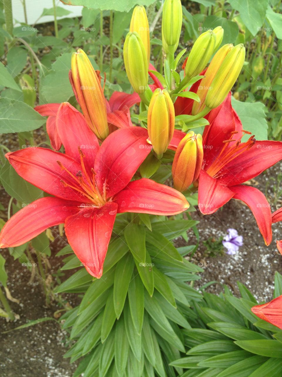Red lily in bloom