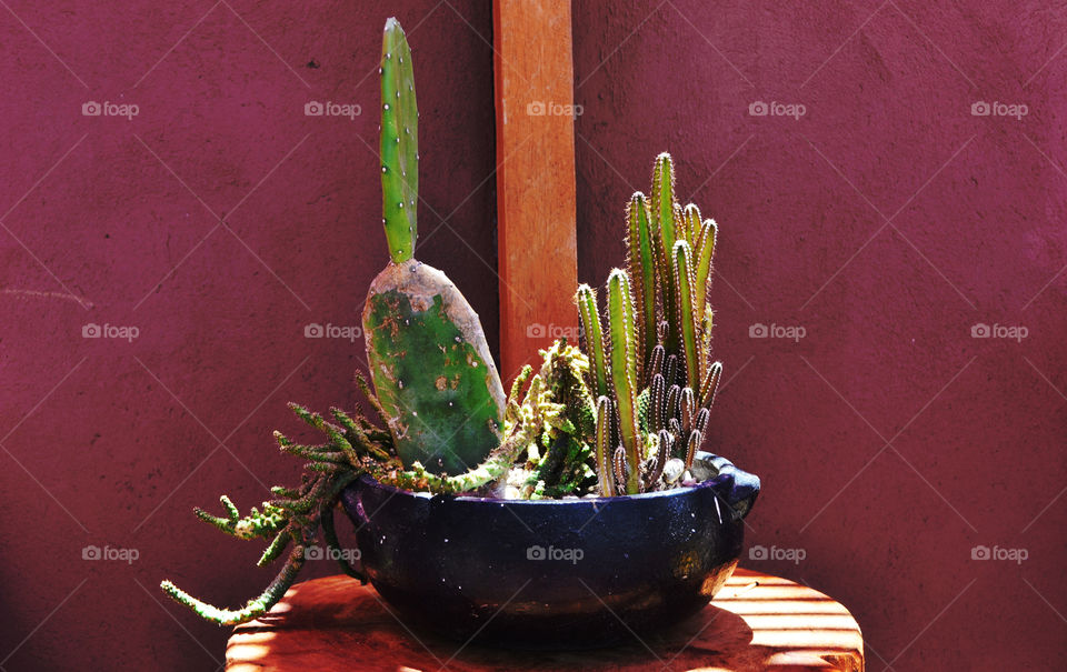 Cactus in a ceramic pot