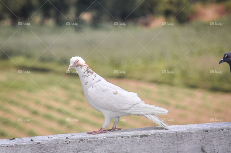 nature pictures  click by @divy.gahelot